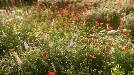 un vibrante prado de flores silvestres