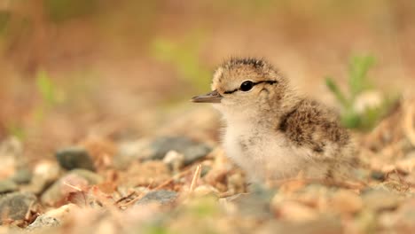 a chick shorebird calls its parents