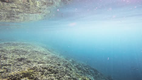 A-lone-parrotfish-swims-over-the-vibrant-coral-reef-near-Raja-Ampat,-Indonesia