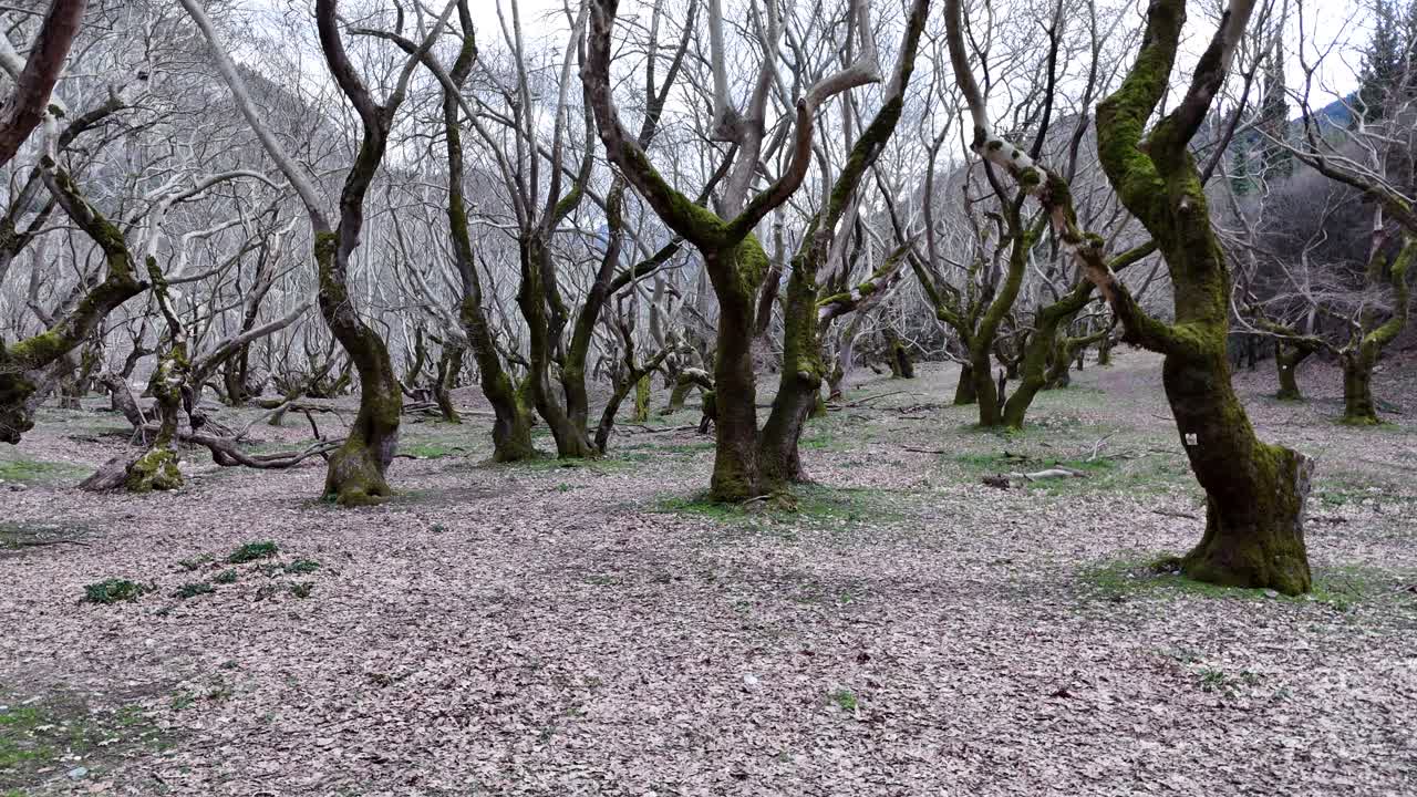 un bosque vacío y espeluznante | una atmósfera serena con árboles en un paisaje pintoresco | 4k