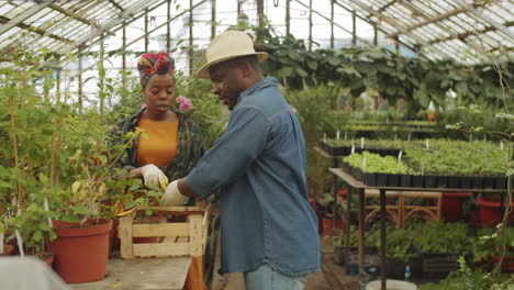 african american couple working together in greenhouse