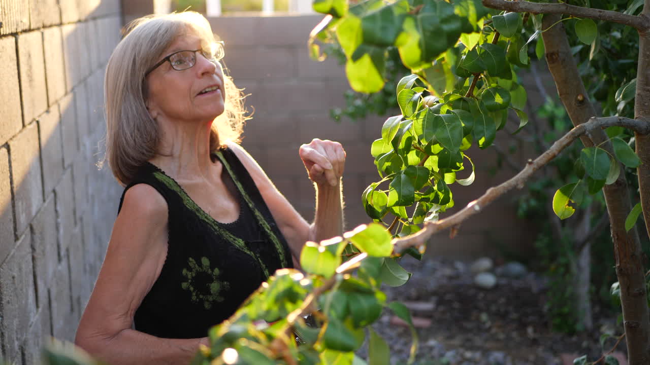 해가 질 때 과수원 정원에서 나뭇가지를 자르고 배나무를 가지치기하며 기뻐하며 웃는 노인 여성