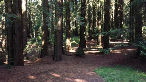 empuje hermoso y constante hacia el bosque y los árboles, muy cerca de la naturaleza