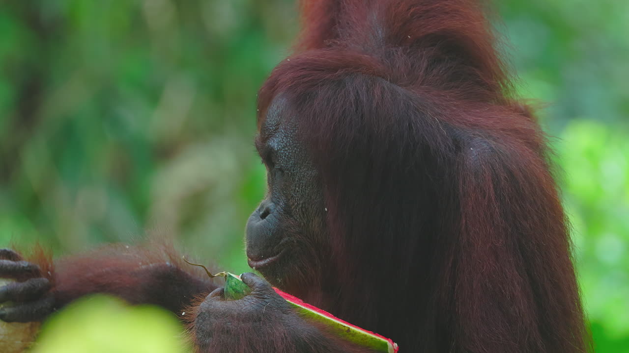 Orangutan Eating Fruit in the Jungle
