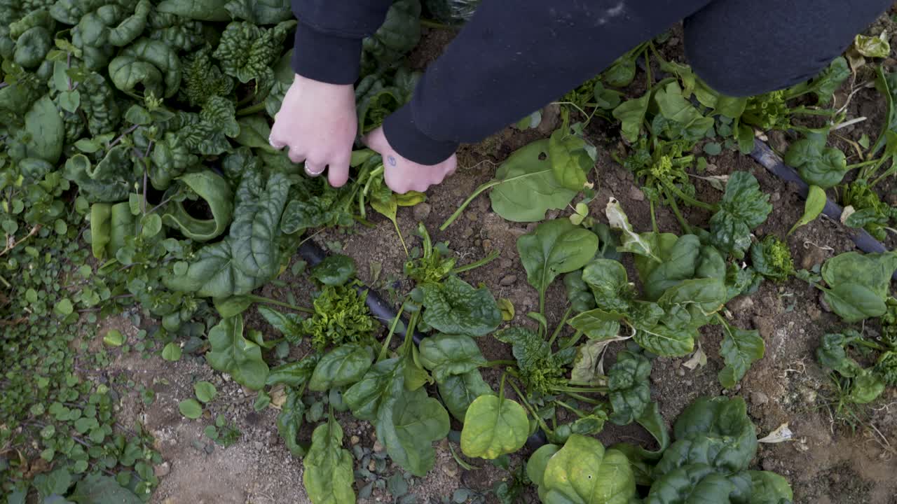 Harvesting Spinach in the Garden