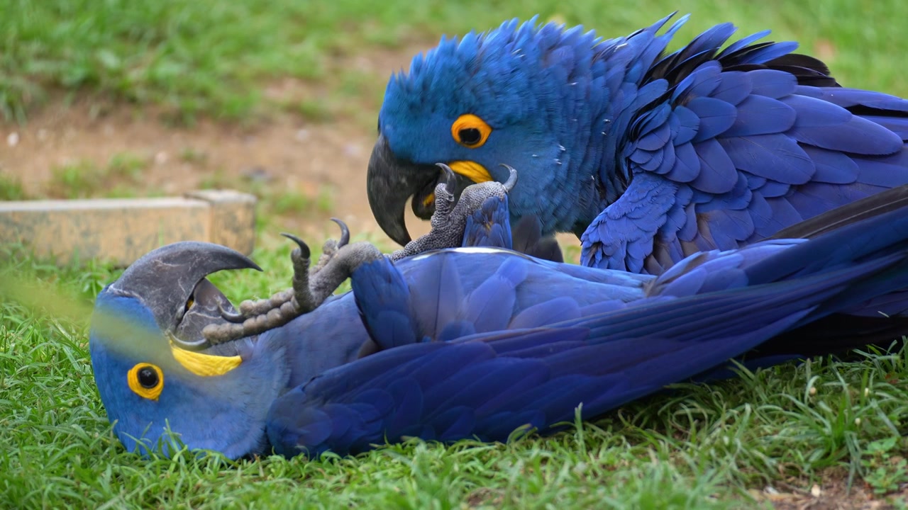 Close up shot of a pair of Hyacinth Macaws (Anodorhynchus hyacinthinus) engage in a moment of playful interaction on the grassy ground.