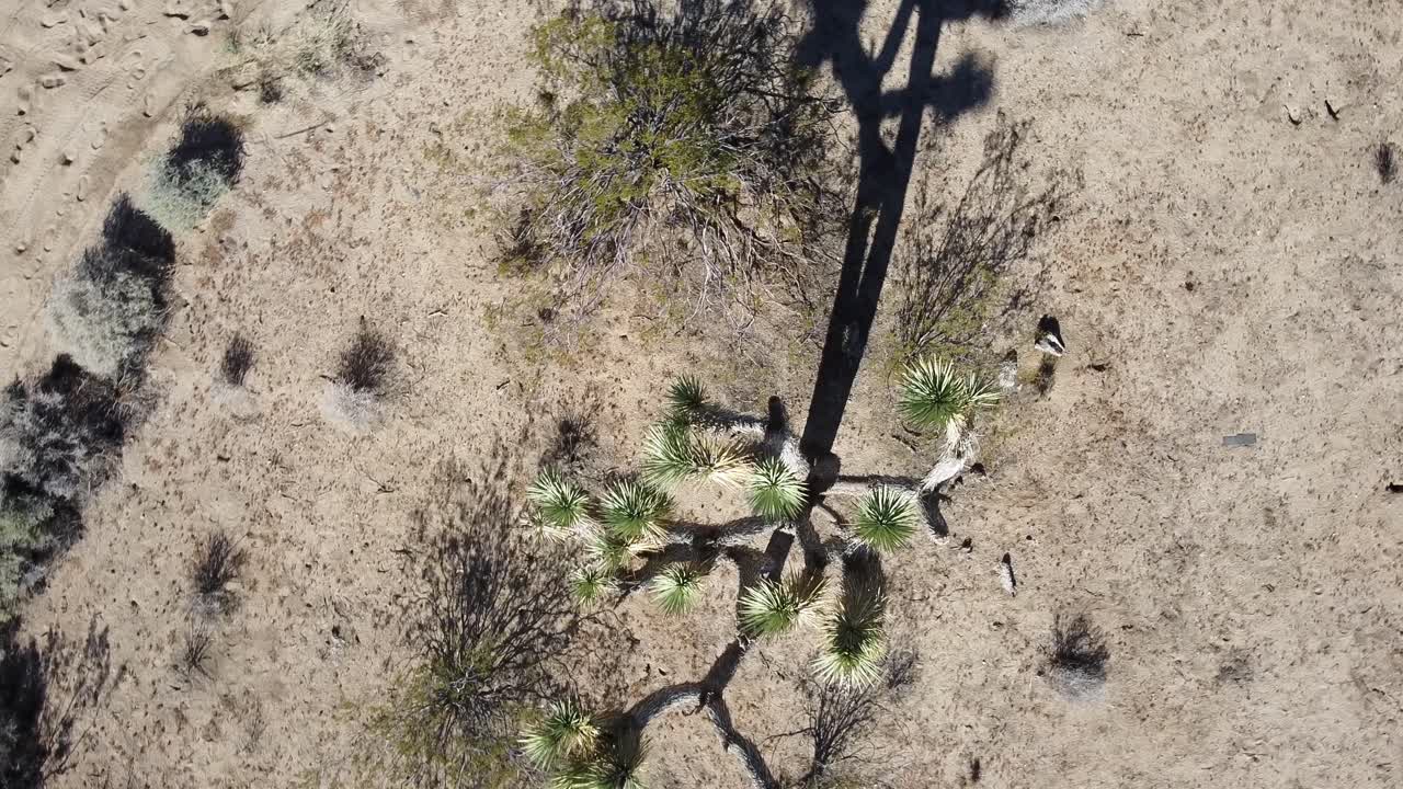 disparo de arriba hacia abajo de un árbol de cactus en el parque nacional joshua tree en california