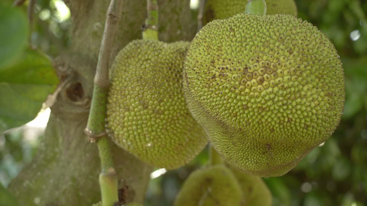 Close up view jackfruit on tree panning around displaying it's green skin and spikes leaves on tree base of trunk in botanical garden