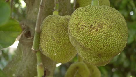 close up view jackfruit on tree panning around displaying it's green skin and spikes leaves on tree base of trunk in botanical garden