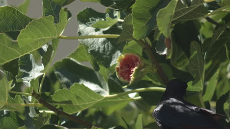 black starling bird lands on tree to eat fig, cape town