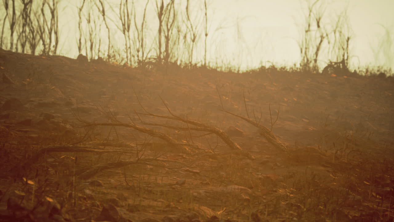 Wildfire aftermath in a barren landscape during twilight in a remote area