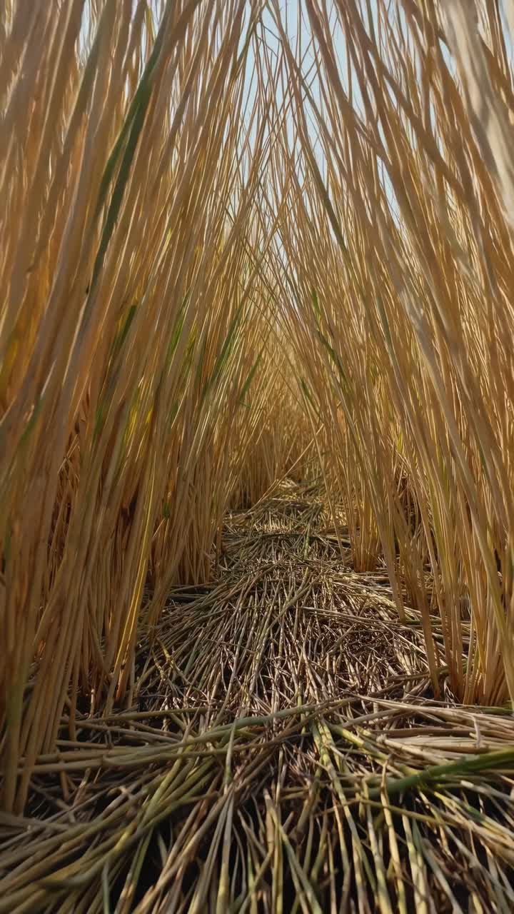 Golden wheat field pathway leading through tall stalks under bright blue sky