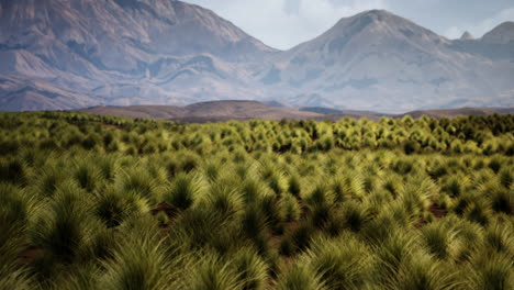 mountainous grassy landscape