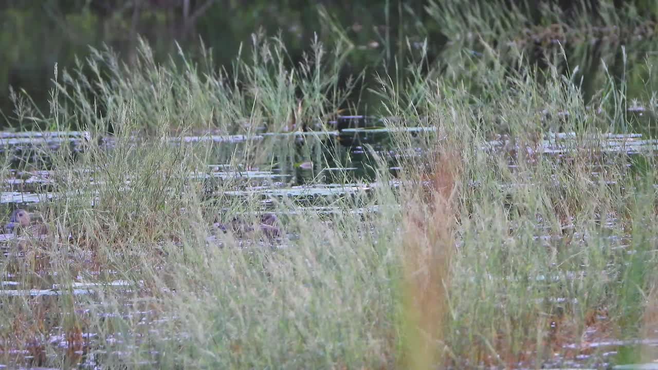 연못에서 휘파람 오리 병아리