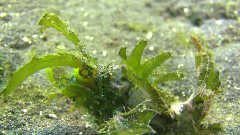 green-Ambon-scorpionfish-walking-over-sandy-bottom-side-view-close-up,-filaments-on-head-clearly-visible