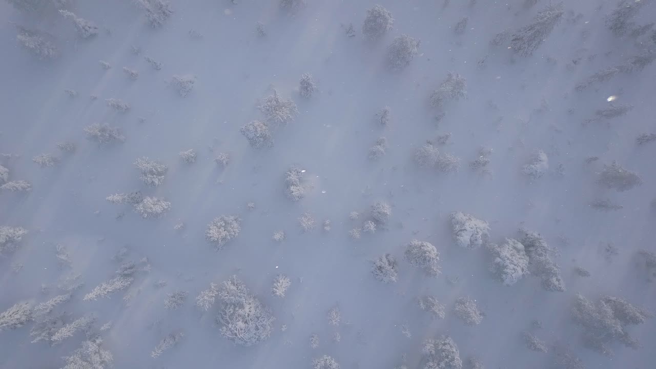 bosque de invierno desde arriba, mostrando pinos cubiertos de nieve y el viento soplando copos de nieve
