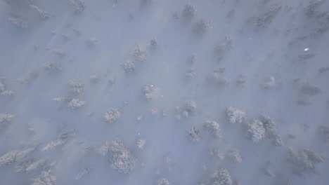Winter-forest-from-above,-showing-pine-trees-covered-in-snow-and-the-high-wind-are-blowing-snow-flakes