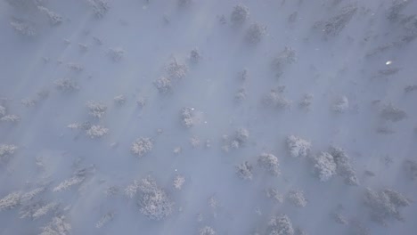 winter forest from above, showing pine trees covered in snow and the high wind are blowing snow flakes