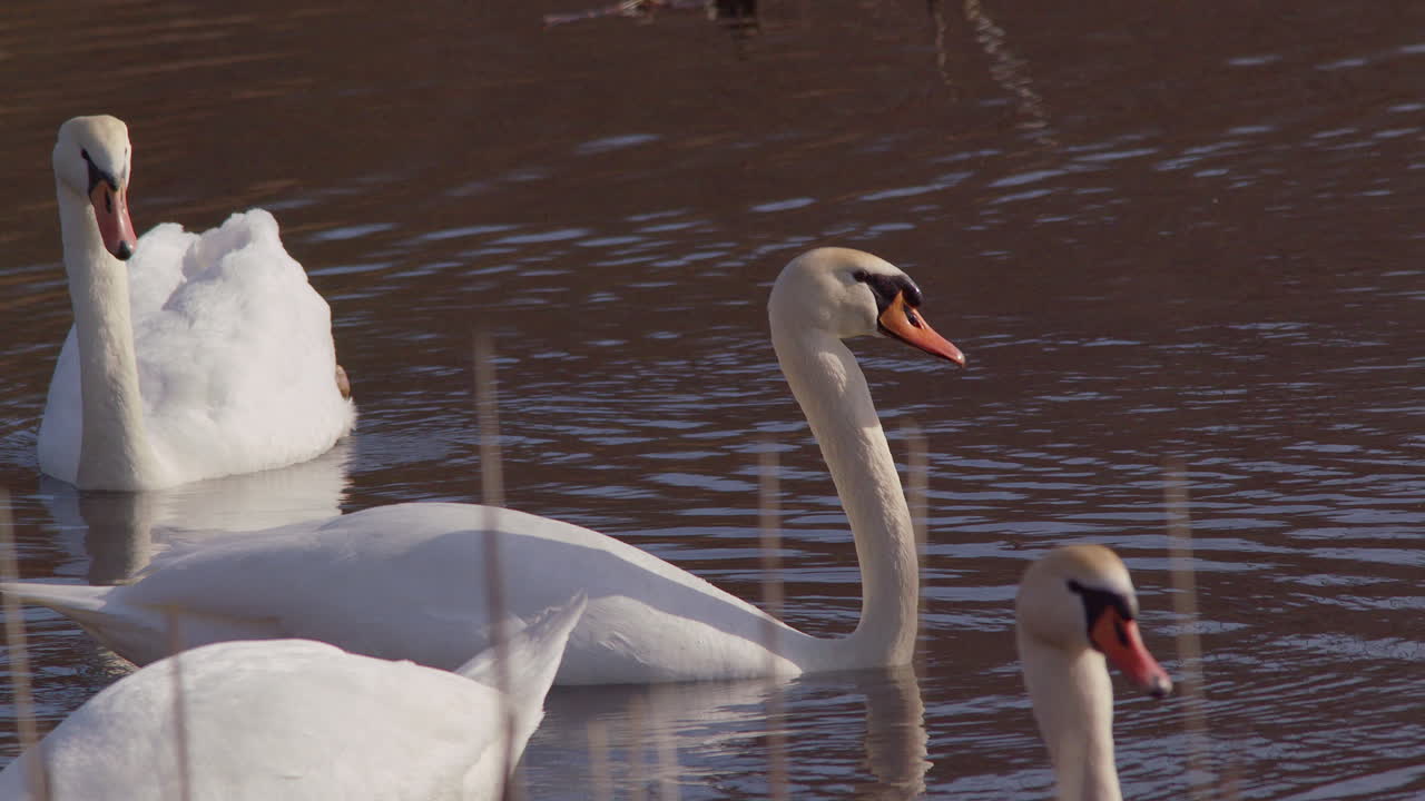 Cinematic slow motion of swans feeding at sunrise.