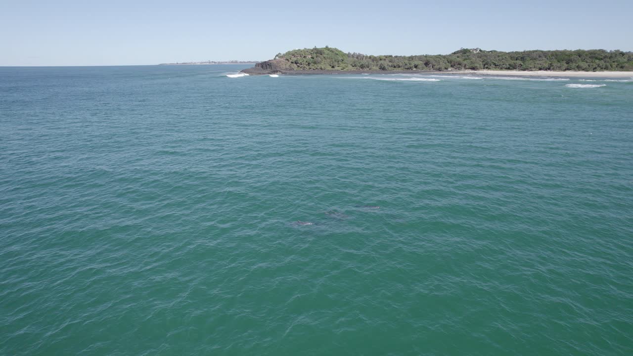 бутылочные дельфины плавают у мыса фингал в штате северная каролина, австралия - съемка с беспилотного летательного аппарата