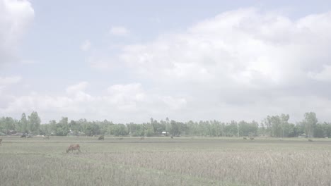 open field after the crops has been cut down with blue sunny partly cloudy sky