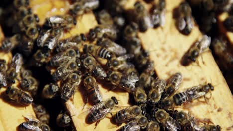 Close-up-of-honey-bee-frames-covered-with-bees