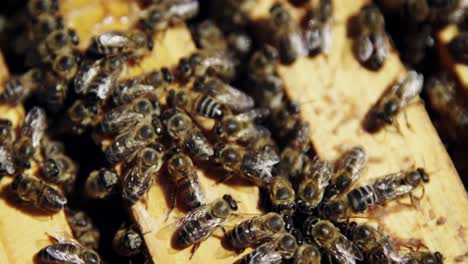 primer plano de marcos de abejas cubiertos de abejas