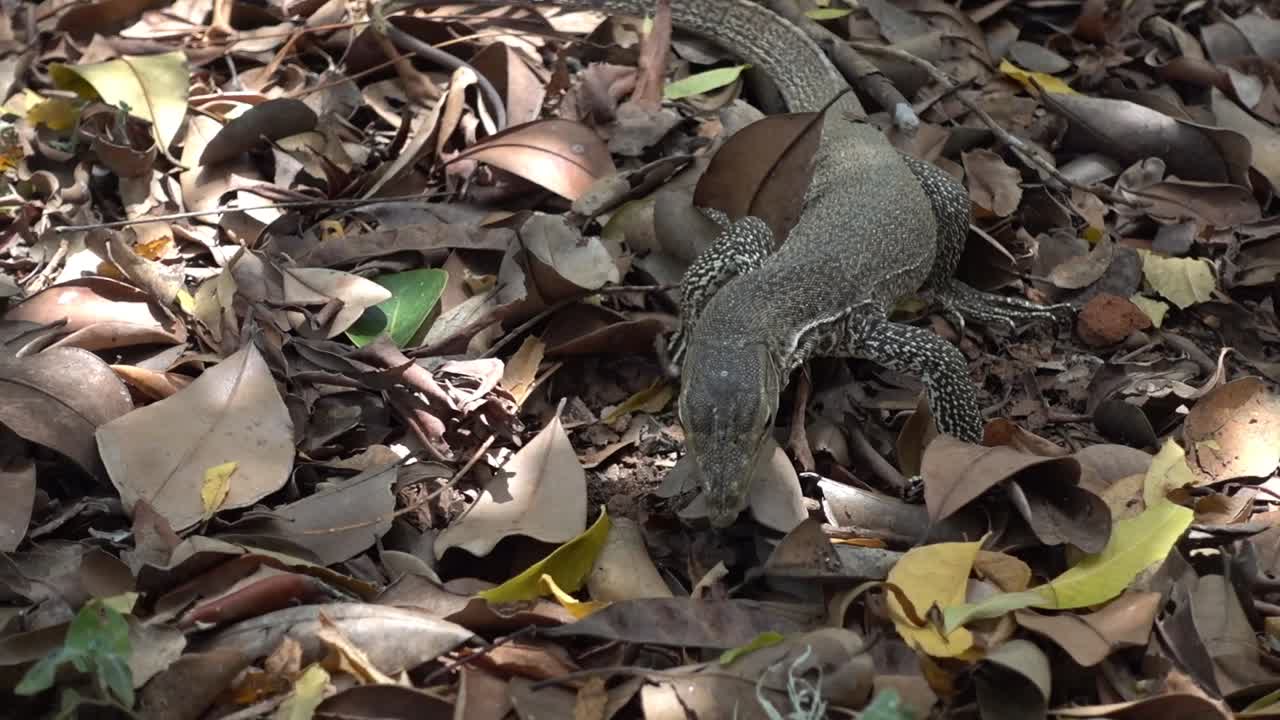 젊은 토지 모니터, varanus bengalensis, 사냥. 스리랑카