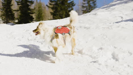 two adults dogs are playing on winter day high in alps