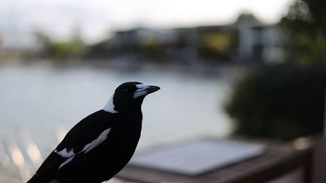 magpie vocalizing on a railing, lake background