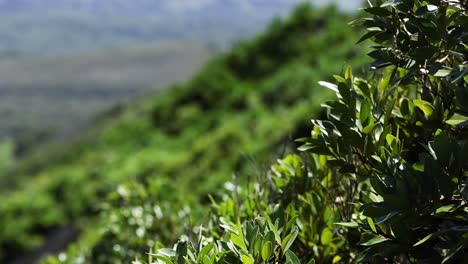 Detailed view of vibrant green foliage on a sloped hillside under natural light.