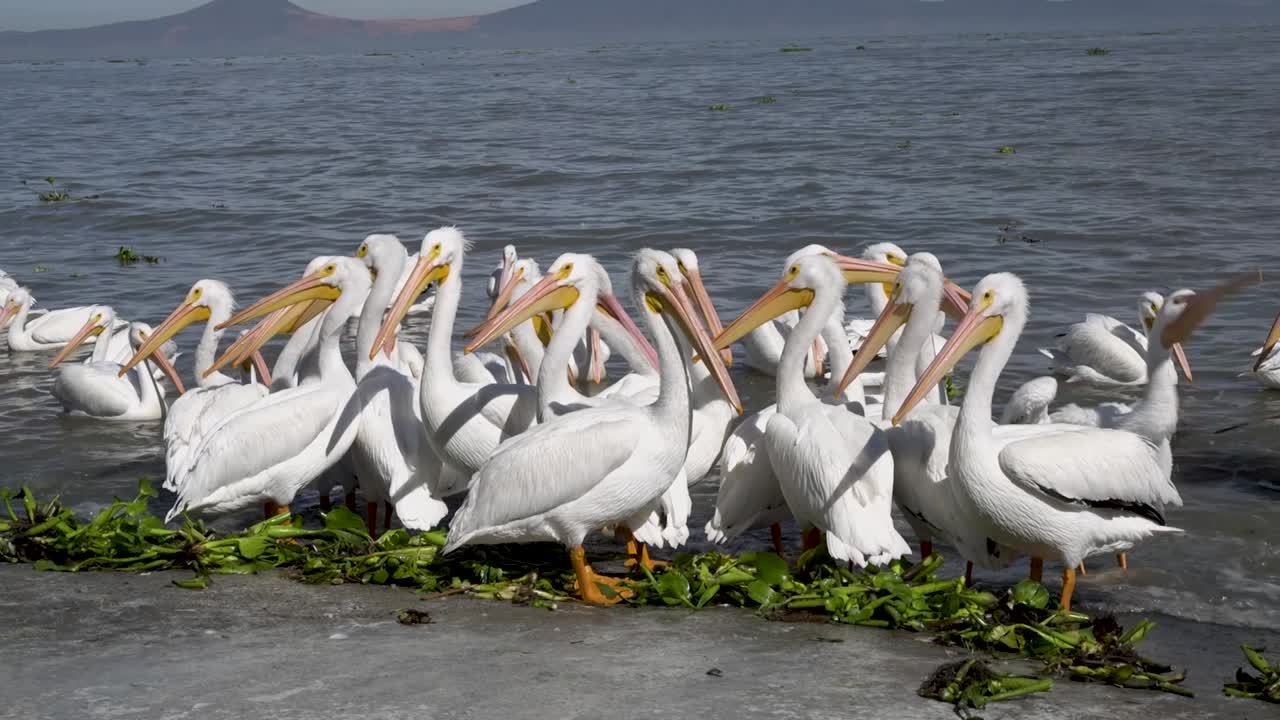 Pelícanos vivendo, voando e nadando na pequena cidade de Petatán, México, perto do lago Chapala