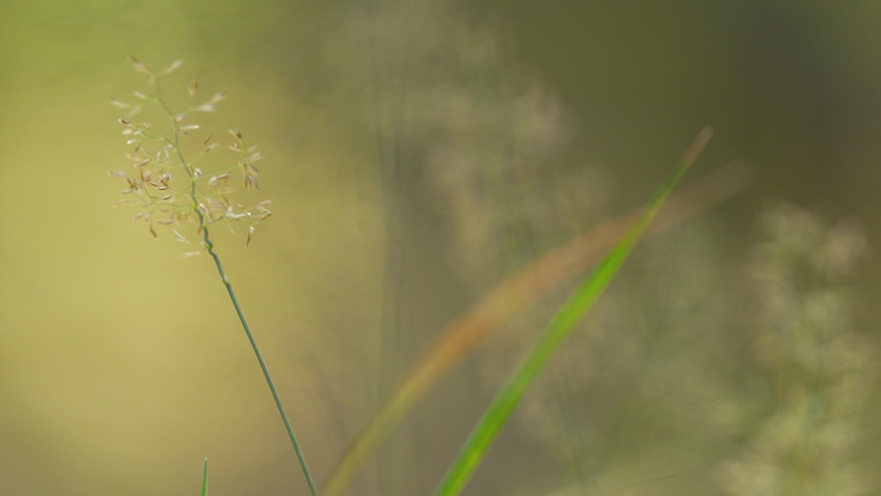 황금빛 에 있는 섬세 한 야생 풀 꽃 의 매크로