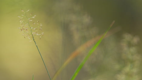 Makroaufnahme-Einer-Zarten-Wildgrasblume-In-Goldenem-Licht