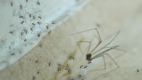 aterradora toma manual de una telaraña de bodega llena de cientos de arañas bebé, araña adulta en el fondo moviendo las piernas y el abdomen