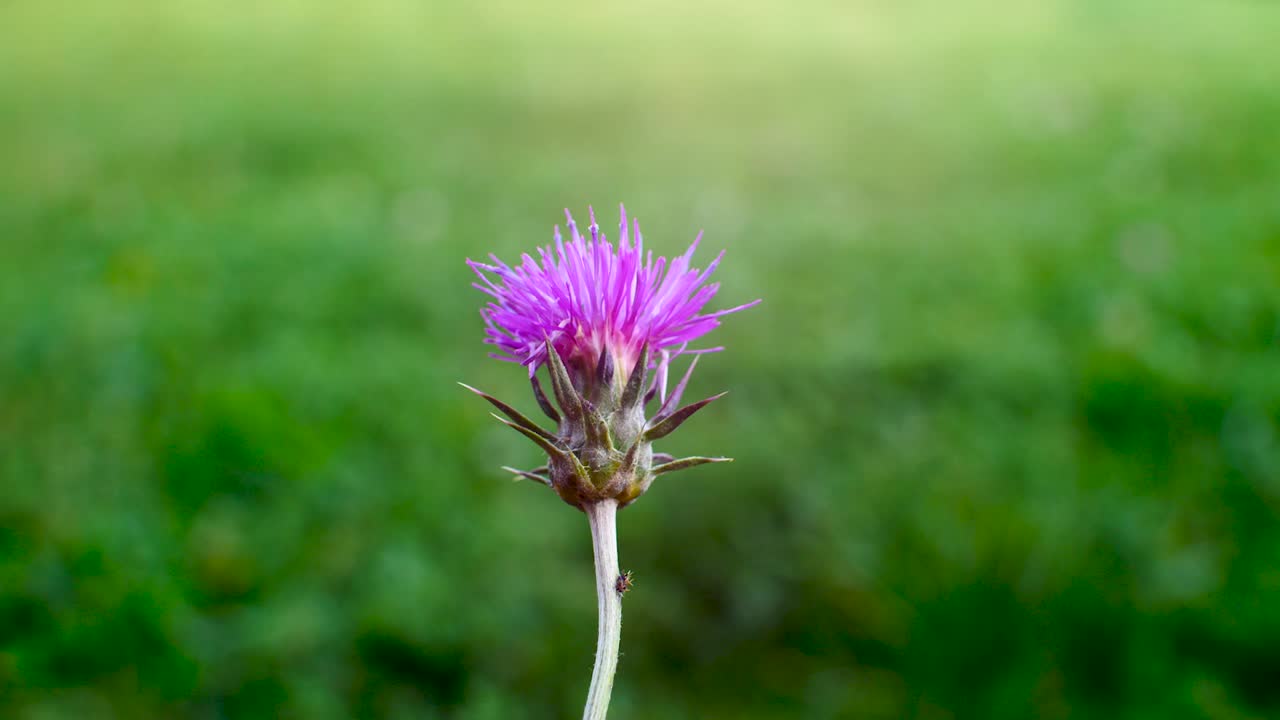 A close-up of a single purple thistle standing tall against a soft, blurred green background, highlighting its delicate petals and simple natural beauty
