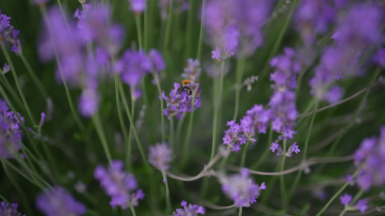 Primo piano di un bombo che impollina vivaci fiori di lavanda viola in un rigoglioso giardino verde in una giornata di sole