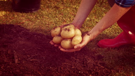 female gardener showing potatoes in the park