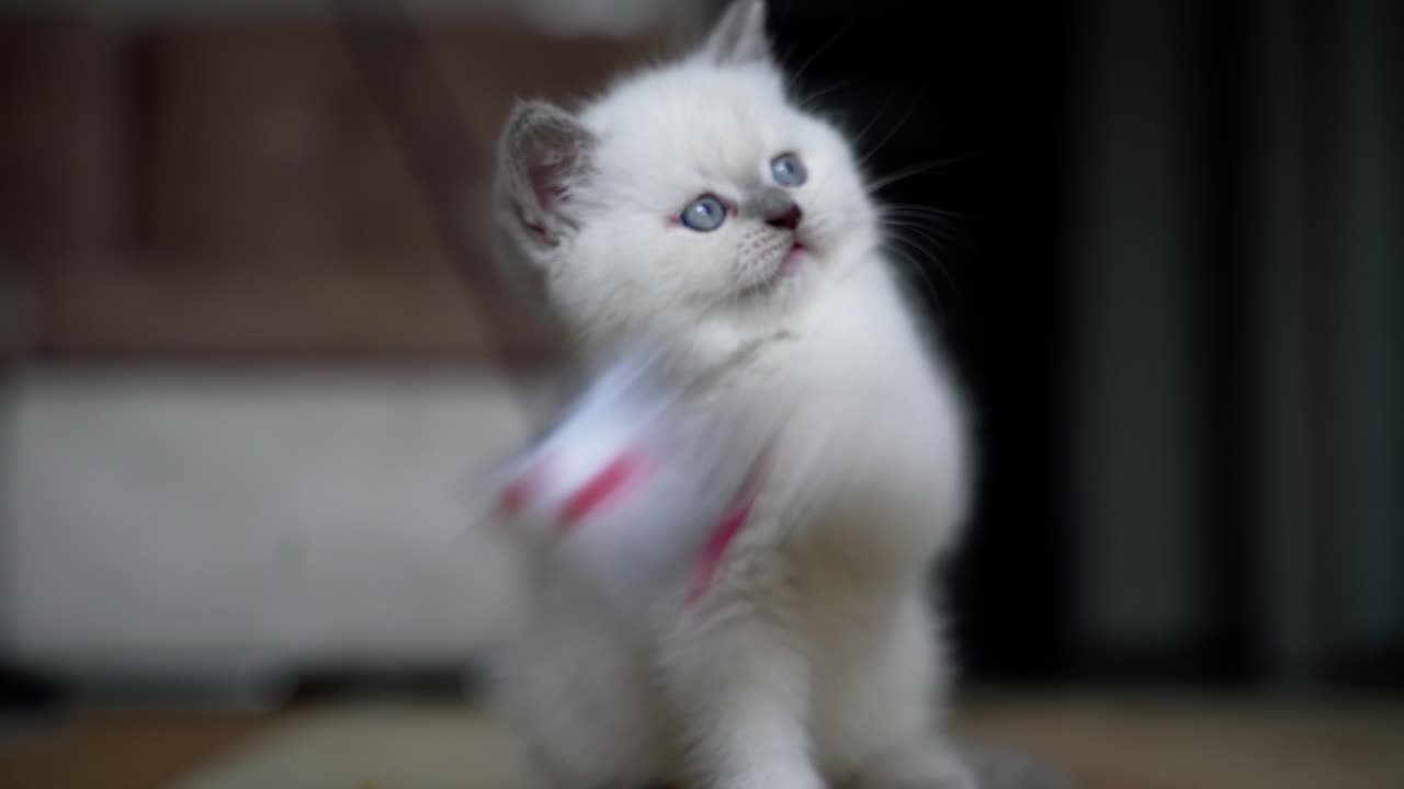 Cat playing with toy. Portrait of small cat playing with toy