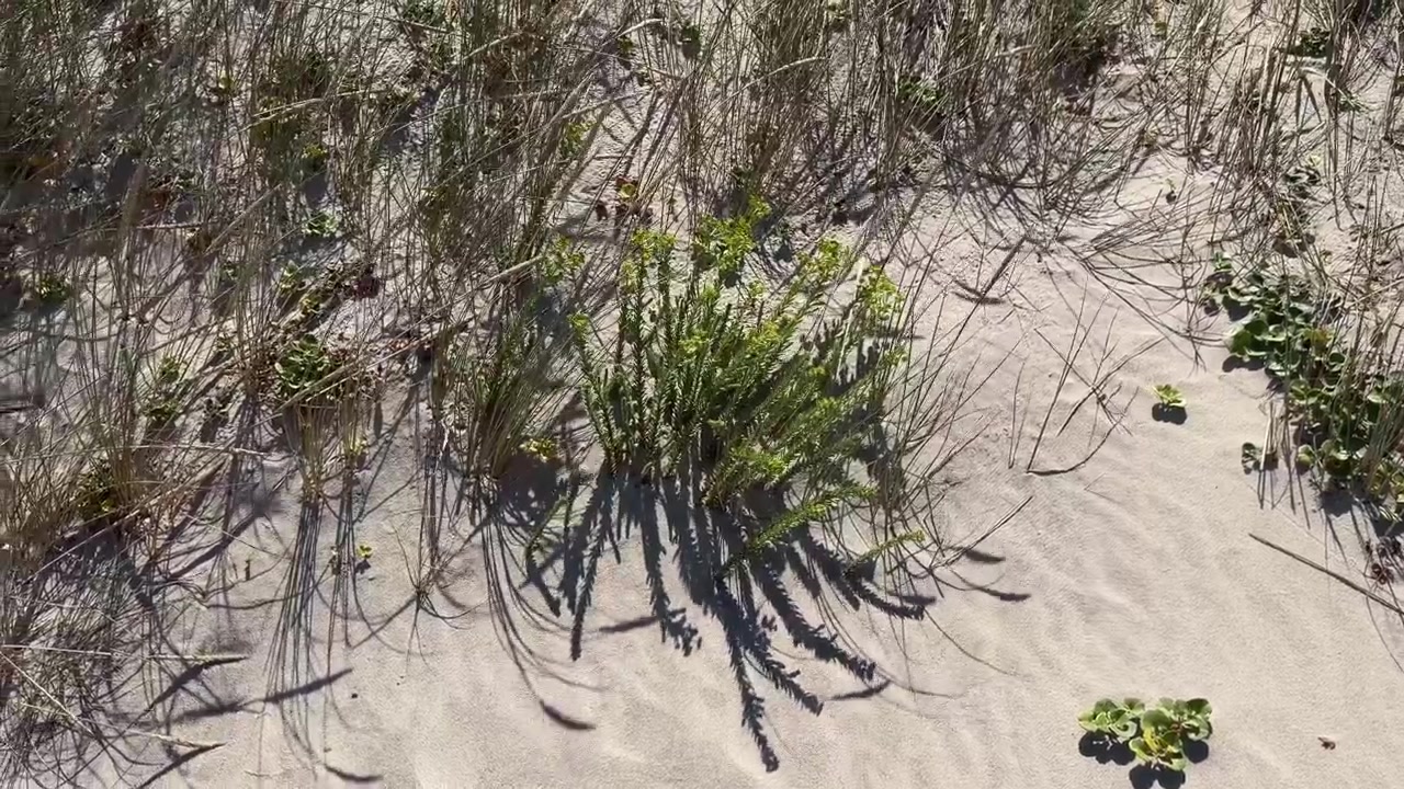Resilient low-growing pioneer plant patches anchoring on sandy beach dunes.