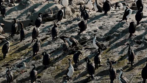 Cormorant-Sea-Birds-Island-In-Beagle-Channel-Near-Ushuaia,-Southern-Argentina