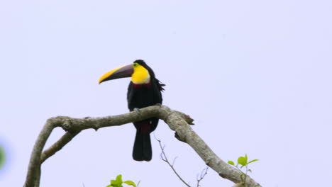 isolated yellow throated toucan sitting on a tree branch in costa rica