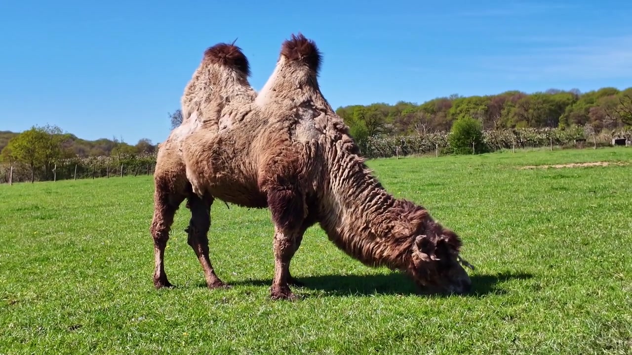 Cammello battriano a due gobbe con pelliccia ispida che mangia erba in un pascolo soleggiato in fattoria.