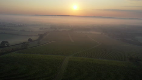 Luftaufnahme-Von-Links-Nach-Rechts-über-Einem-Nebligen-Weinberg-Bei-Sonnenaufgang-4k