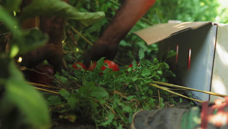 harvesting tomatoes