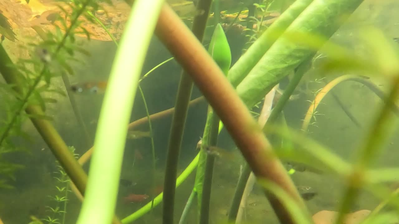 Explore the intricate arrangement of vibrant stems and leaves in a serene underwater environment.