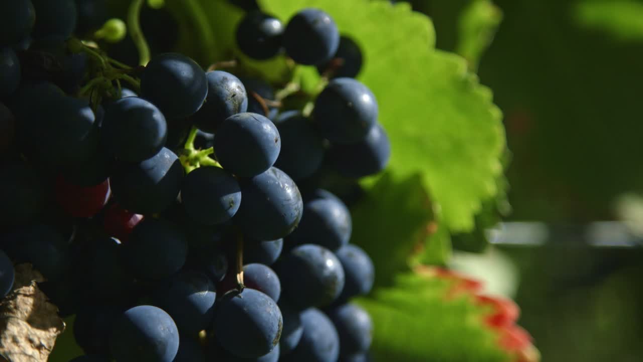 viñedo: primer plano de mano de uvas de vino tinto