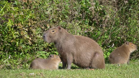 mother capybara with pups sitting and lying in the field. - wide shot