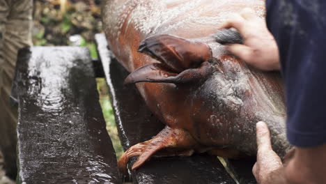 canal de cerdo quemado y enjabonado siendo limpiado para desmembrar en un entorno rural - cerrar