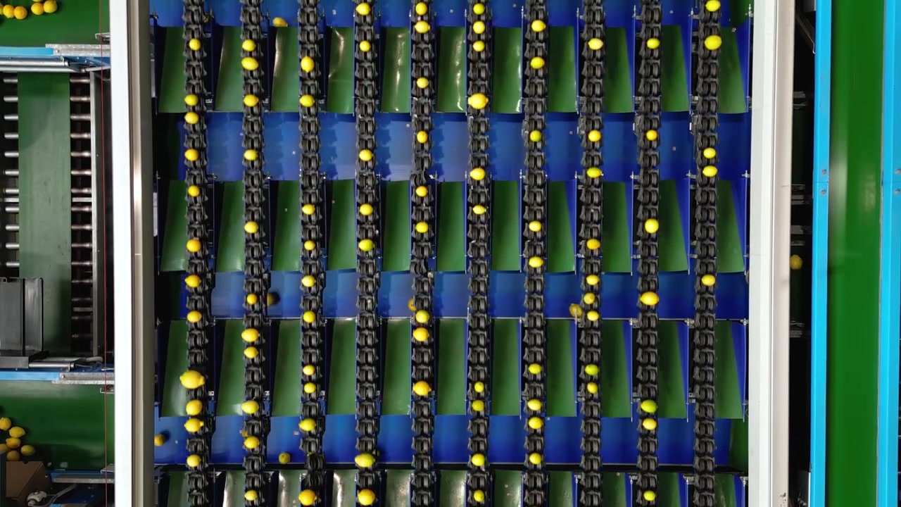 Rows of yellow lemons travel along black chain lanes on a blue and green grading machine in a modern processing plant.